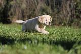 LABRADOR 340